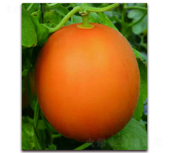 �t��-��ϷN��-����N�I(y��)