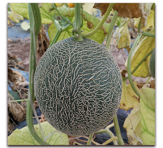 ī��-��ϷN��-����N�I(y��)