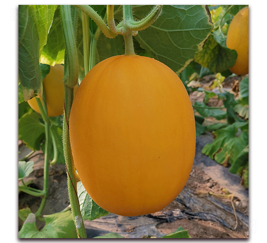 �ļ��tӢ-��ϷN��-����N�I(y��)