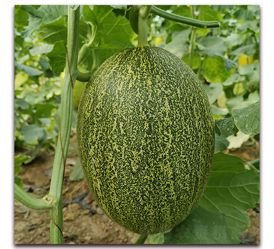 �Z��-��ϷN��-����N�I(y��)