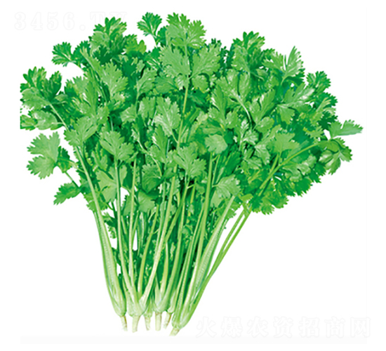 �������-��˷N��-����