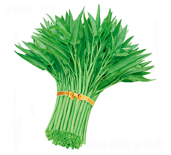 ���̩�����~���Ĳ�-���Ĳ˷N��-����