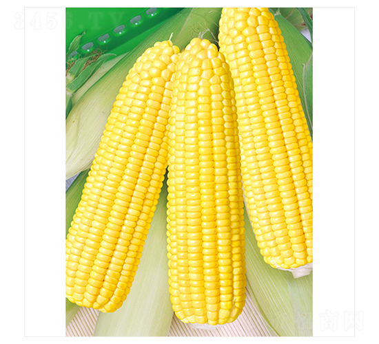 ��������̖-���׷N��-����