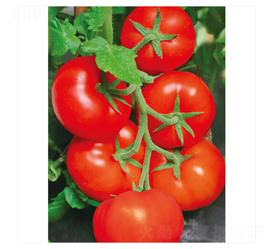 ���o�t819-���ѷN��-����