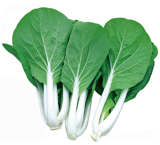 �oϾ���~��-�ײ˷N��-����