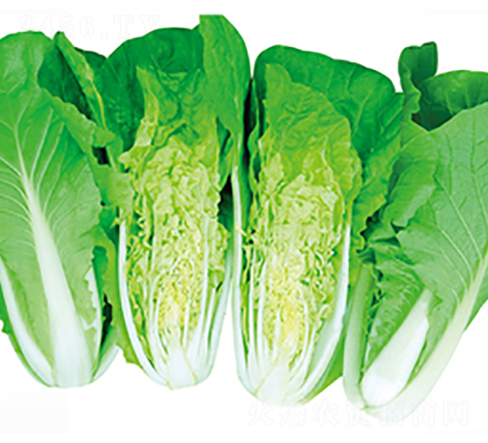 ���\3̖-�ײ˷N��-����