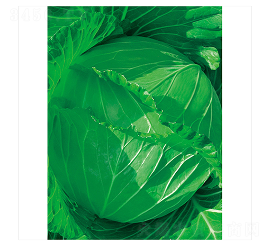 �G�S-���{�N��-����