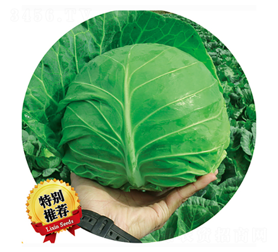 ����285-���{�N��-����