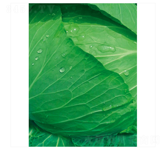 ����-���{�N��-����