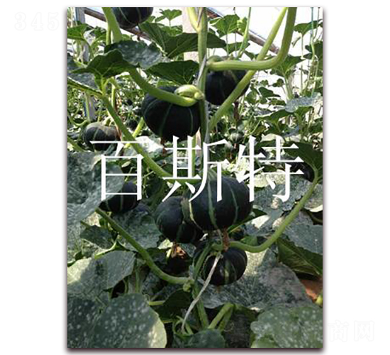 ��ͯؐؐ�����Ϲ�-�ϹϷN��-��˹��