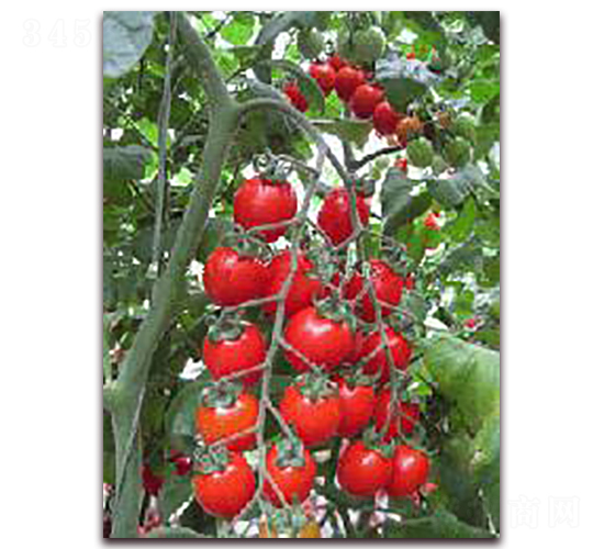 С������-���ѷN��-��˹��