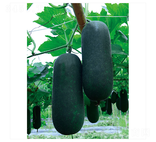 ����С����-���ϷN��-����