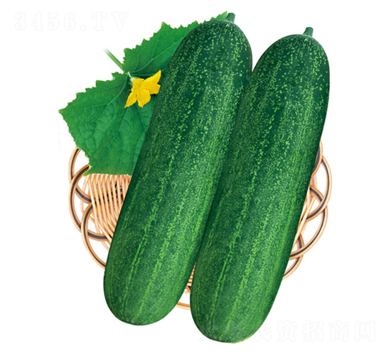 �G��ʿ��̖-���ϷN��-����