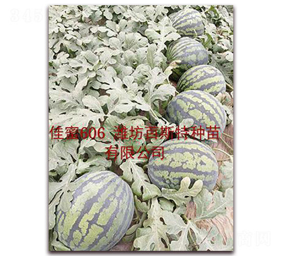 ����606-��ϷN��-��˹��