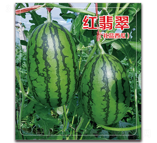 �t���-���ϷN��-��˹��