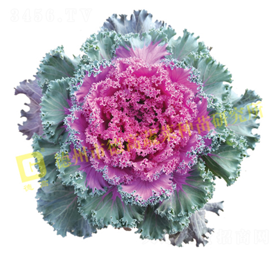 ��ϼ����-���¸��{(l��n)�N��-�¸�