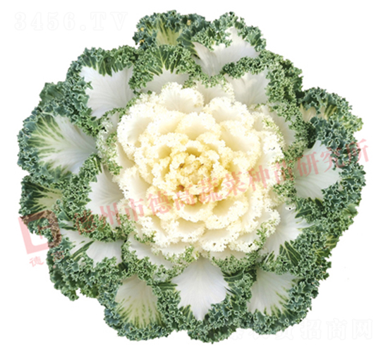 ��ѩ����-���¸��{(l��n)�N��-�¸�