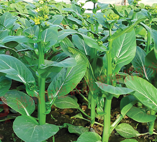 �¸�1403-���ķN��-�¸�