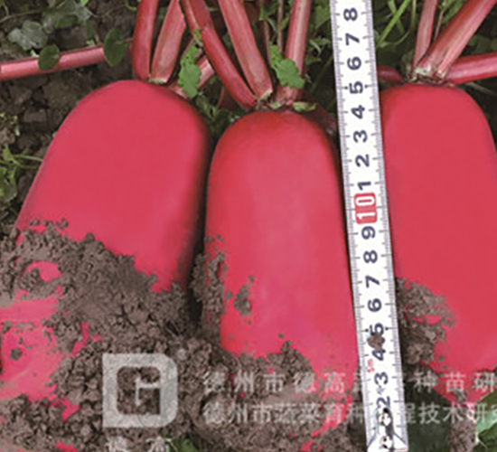 �¸߼t-�tƤ�}���N��-�¸�