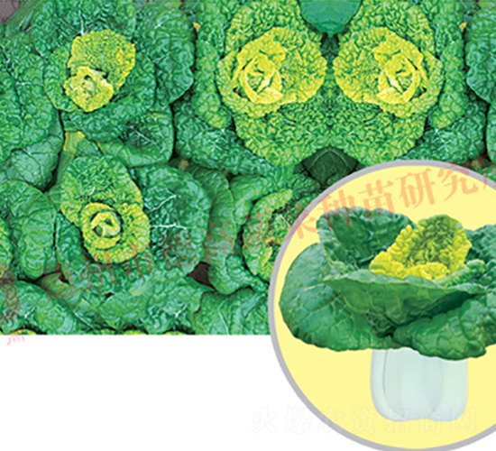 ���1̖(h��o)-�׹��˷N��-�¸�