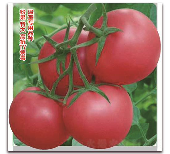 �ې�-���ѷN��-���S�N�I(y��)