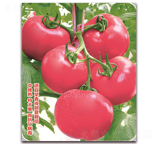 ����-���ѷN��-���S�N�I(y��)