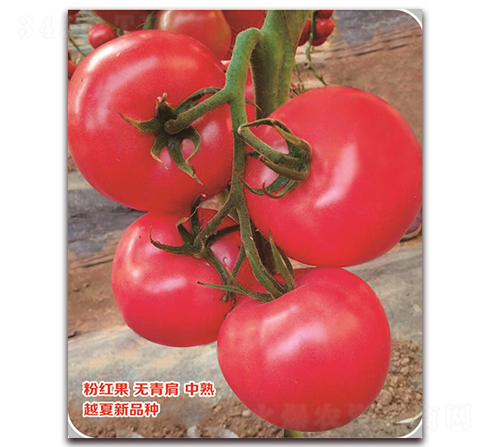 ����-���ѷN��-���S�N�I(y��)