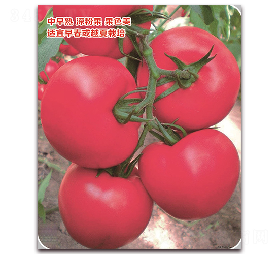 ����-���ѷN��-���S�N�I(y��)