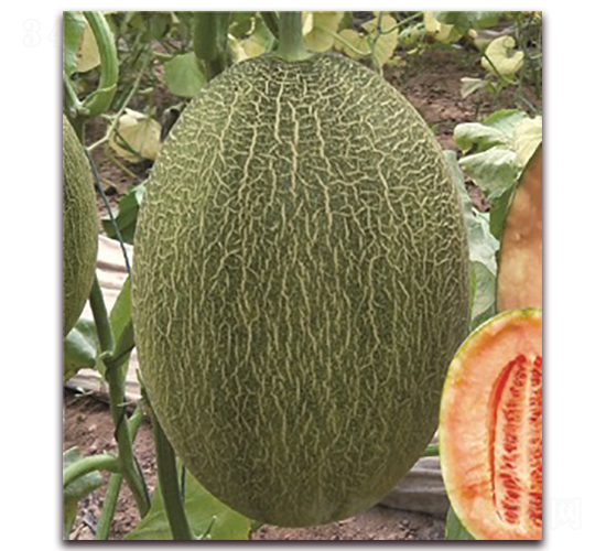 ɽ���۶�ʮ��̖(h��o)-��ϷN��-���S�N�I(y��)