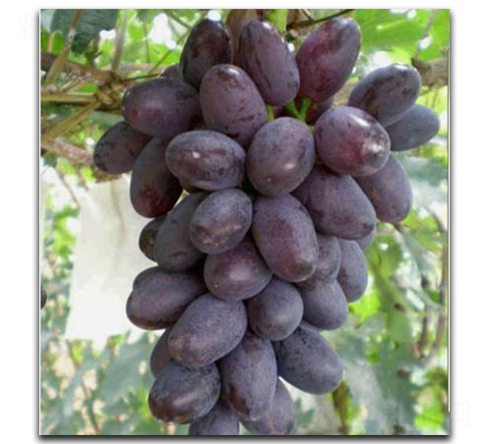 A17����-���ѷN��