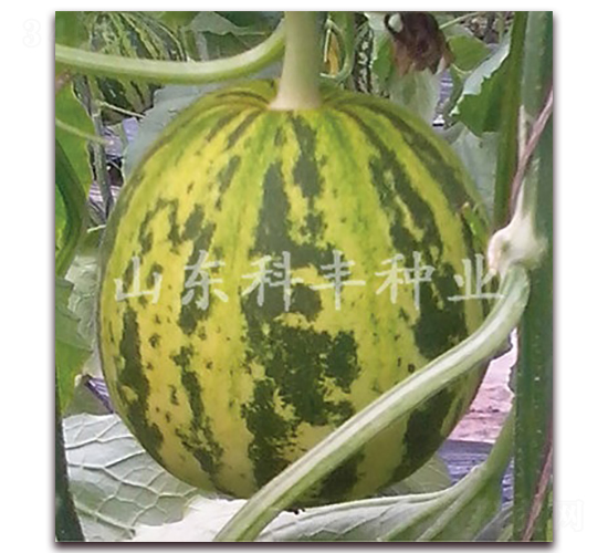 ɽ�ƻ���-��ϷN��-���S�N�I(y��)