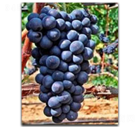 �ڰ���������-���ѷN��