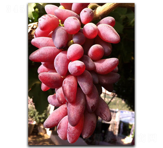 �t��-���ѷN��