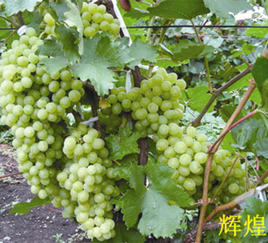 �x������-���ѷN��