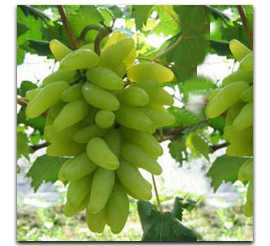 ����ָ����-���ѷN��