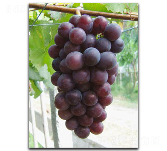 �޷�����-���ѷN��