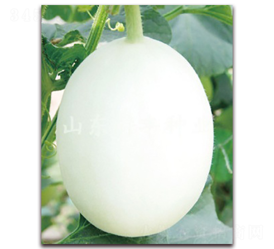 ����ѩ��-��ϷN��-���S�N�I(y��)