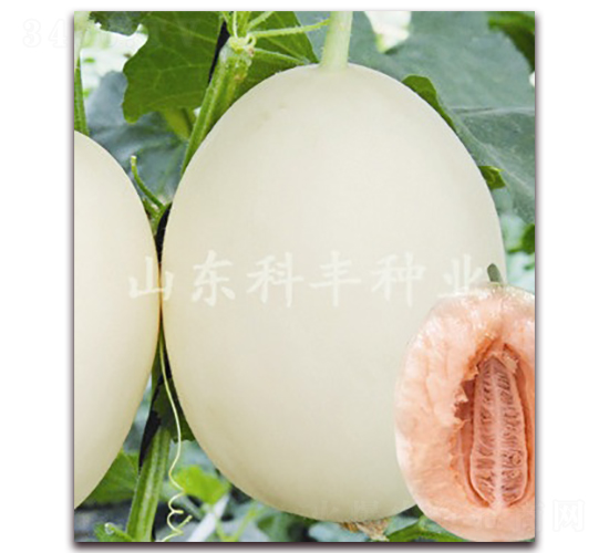 ɽ������̖-��ϷN��-���S�N�I(y��)