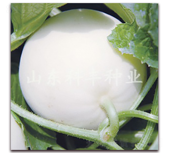 �OƷ��ѩ-��ϷN��-���S�N�I(y��)