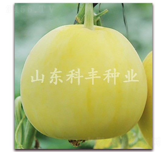 ɽ���۶�̖-��ϷN��-���S�N�I(y��)