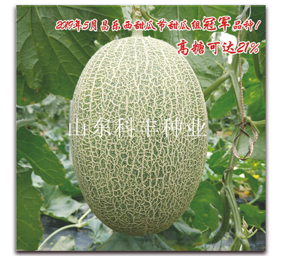 ɽ�ƃ�(y��u)��-��ϷN��-���S�N�I(y��)