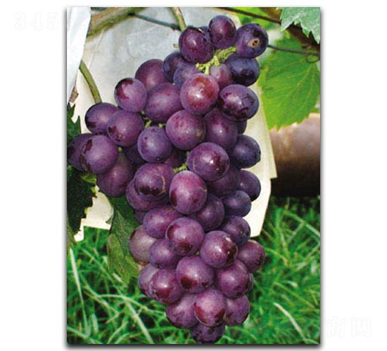 ��õ��-���ѷN��