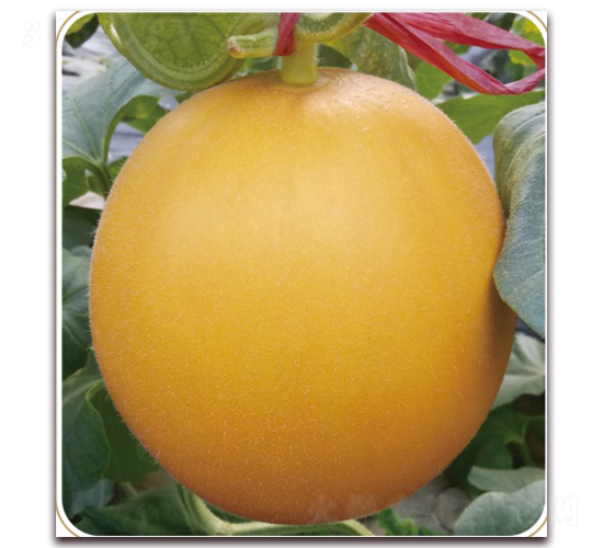 ɽ���۰�̖-��ϷN��-���S�N�I(y��)