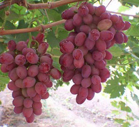 �˂���������-���ѷN��