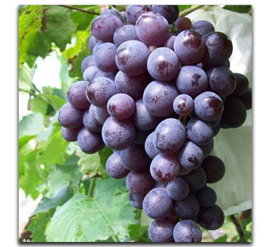 õ��������-���ѷN��