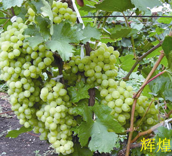 �������o�˰��u������-���ѷN��