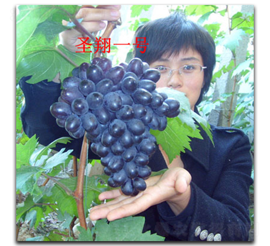 ʥ��һ̖����-���ѷN��