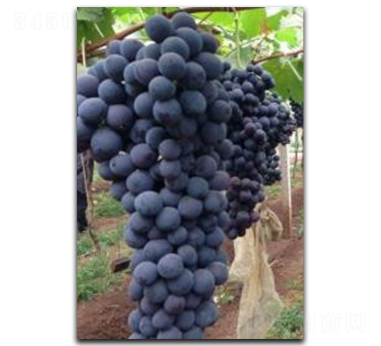 �ĺ�-���ѷN��