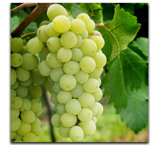 ������(n��i)��˹����-���ѷN��