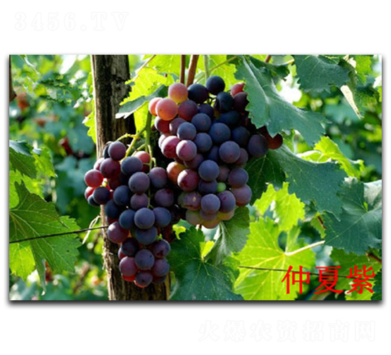 ������-���ѷN��